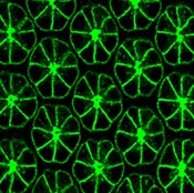 Confocal microscope image of a Drosophila pupal eyes labeled with DSHB antibody 24B10. PMID: 37997920, Fig. 1A.